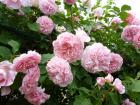 カップ咲きピンクのバラ