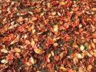 落ち葉の絨毯　～粟佐　桜堤～
